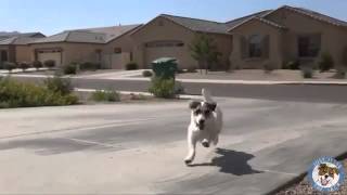 the smartest dog