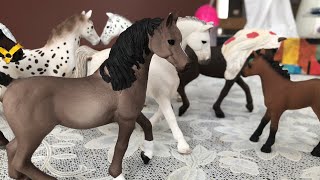 Livestream with all the new horses!