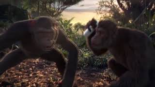 monkee.mp4
