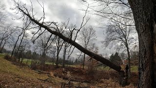 Sketchy tree, could have used a springboard