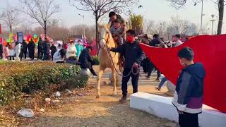 Horseback Riding Training with Refreshing music - Live Stream 07 October 2023