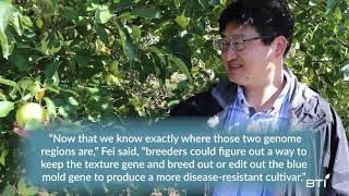 Silk Road Contains Genomic Resources for Improving Apples