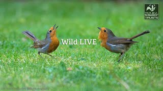 Wild LIVE: A Natural Health Service