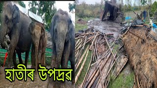 Elephants destroyed 30 houses in Teok'neul village.Mising ajon