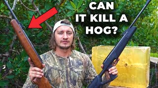 $90 Walmart Pellet Gun VS A HOG! *Kill Test*