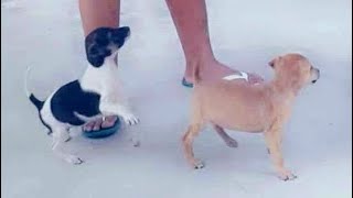 VLOGGER KINUHA NG DOG SHELTER ANG MGA ALAGANG ASO, NALUNGKOT AT UMIYAK