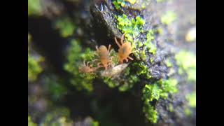 A trio of snout mites eating a springtail