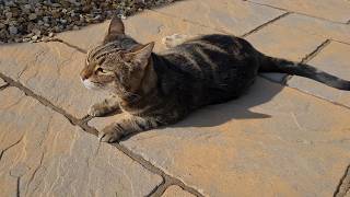 Dee Dee Is Outside In The Garden, While It's Springtime