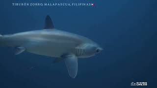 Magical encounters in Malapascua