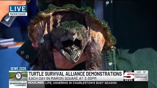 VIDEO: Check out Turtle Survival Alliance demonstrations each day in Marion Square