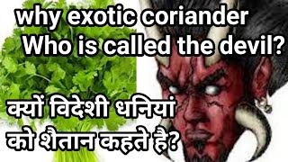 s. dhaniya ki haitani jadibuty dhaniyaetihas. शैतानी धनियां क्यों कहते है विदेशी, धनिया से नफ़रत ।