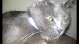 RIP MY old cat Fergie