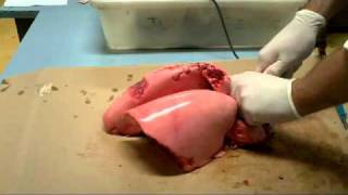 Science Demonstration - Sheep lung Expansion - theflamelab.com