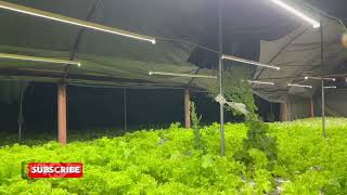 Epekto ng Paglagay ng Artificial Lights sa ating Lettuce twing Tag-ulan / Part 2 / Result Update