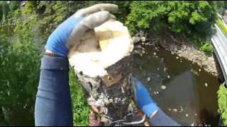 Arborist zipline speedline tree removal stihl ms 200t
