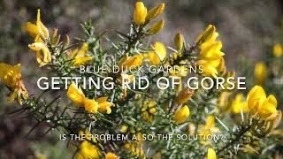 How do I get rid of gorse? Without chemicals.