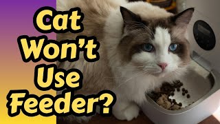 How To Get Your Cat To Use An Automatic Feeder