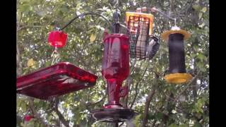 Downy Woodpecker Returns (4/29/17)