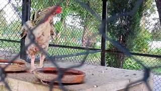 #Bagh-e-Jinnah #Nowshera #vlog #visit #peaceful #natural