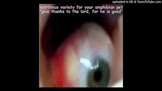 Nutritious Variety for Your Amphibian Pet -  There's No 'I' In -Meme-