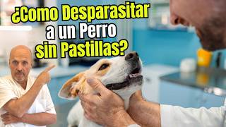 🐶🪱 How to deworm a dog without pills? 🐶🪱