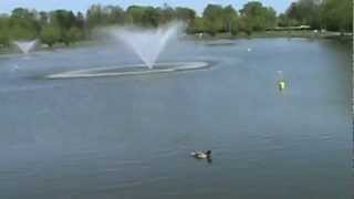 Fish and Ducks at The Crossings Colonie, NY