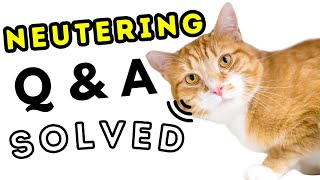 All About Neutering in Cats - Benefits, Risks, and FAQs || - اردو / हिंदी || Animalia Dot Pk