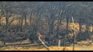Decorah Eagles North Mr North still defending his territory 02 15 2026