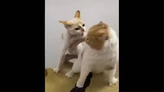 Try Not To Laugh Watching Funniest Dogs and Cats Videos