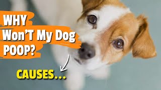 WHY Isn't My DOG POOPING?: 🐶💩 Possible Reasons