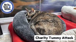 Charity Tummy Attack