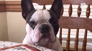 French bulldog thinks he’s human