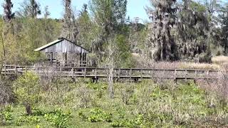 The Beauty of God’s Nature In Phinizy Swamp