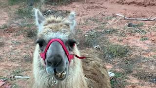 Jackson the Llama chewing it’s cud
