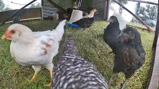 Chicken Coop Cam Video #raisingchickens #backyardchickens #farmanimals