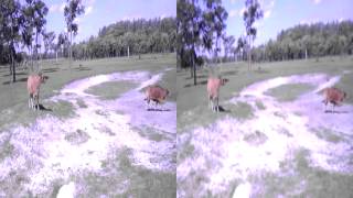 Camel Safari in 3D(6)