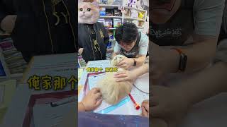 In-Depth: Cat Spa Adventure - Watch This Real-Life Feline Wash Experience