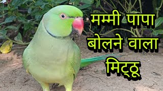 mummy bolne wala parrot😱papa bolne wala mitthu😍मम्मी पापा बोलने वाला मिट्ठू🥰 parrot sound long video