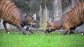 Playful Bongos Explore Their New Home