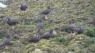 Black Oystercatchers seen at Snickett Park west in Sechelt BC 092324