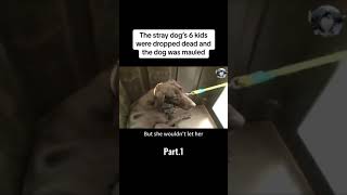 Stray dogs 6 kids were dropped dead and he was mauled #dog #dogs #rescuedog #rescueanimals