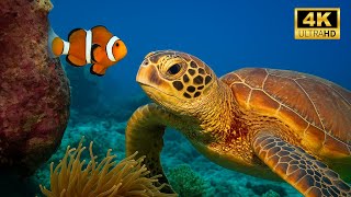 2 HOURS Stunning 4K Underwater Footage & Music | Relaxation Colorful Rare Sea Life Coral Reef Video