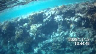 SNORKELING SHARM EL SHEIKH EGYPT DEZ 2013.