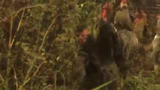 chicks on weed - autumn dont come - Lee Hazelwood