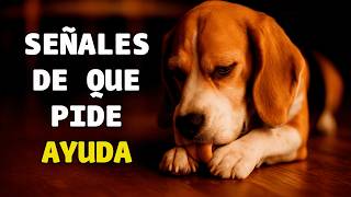 Is your dog suffering in silence? Discover the signs