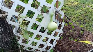 Summer 2025 Front Garden Tour Cavendish Bananas Black Beans Moringa Papaya Pineapples Hibiscus