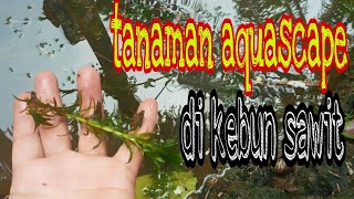 DAPAT TANAMAN AQUASCAPE DIKEBUN SAWIT, DULU DISINI BANYAK SEKALI IKAN