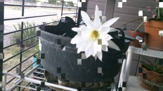 Coffinwood Flower Show