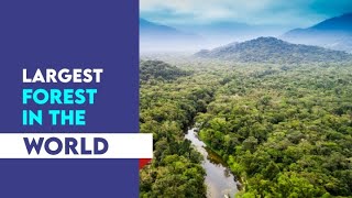 Top 10 largest forest in the world #trending #video #forest #tree #youtube #subscribe #viralvideo