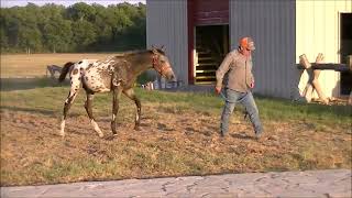 DZS Gallant DZign ~ 2022 ApHC Buckskin Leopard Colt
